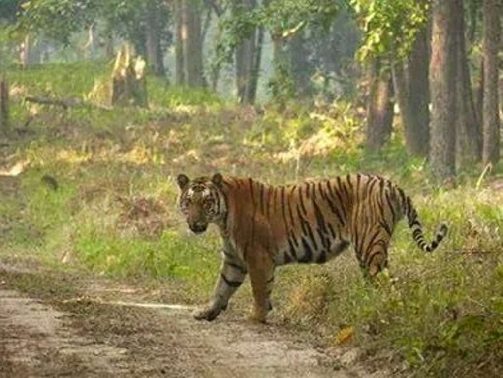 पीलीभीत के बाघ 2