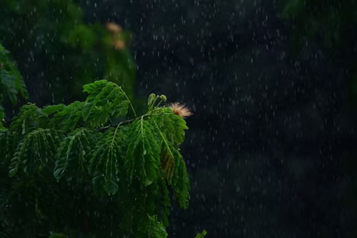 CG Monsoon 2025: मानसून का रौद्र रूप! अगले 3 दिनों तक इन जिलों में होगी भारी बारिश, Alert जारी
