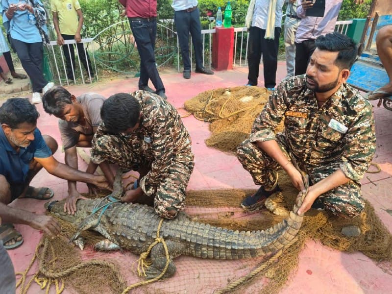 CG News:  मछली पकड़ते समय जाल में फंसा 5 फिट का मगरमच्छ, लोगों के उड़े होश, देखें तस्वीरें 
