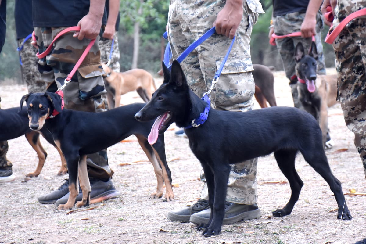 Police Spacial Dog