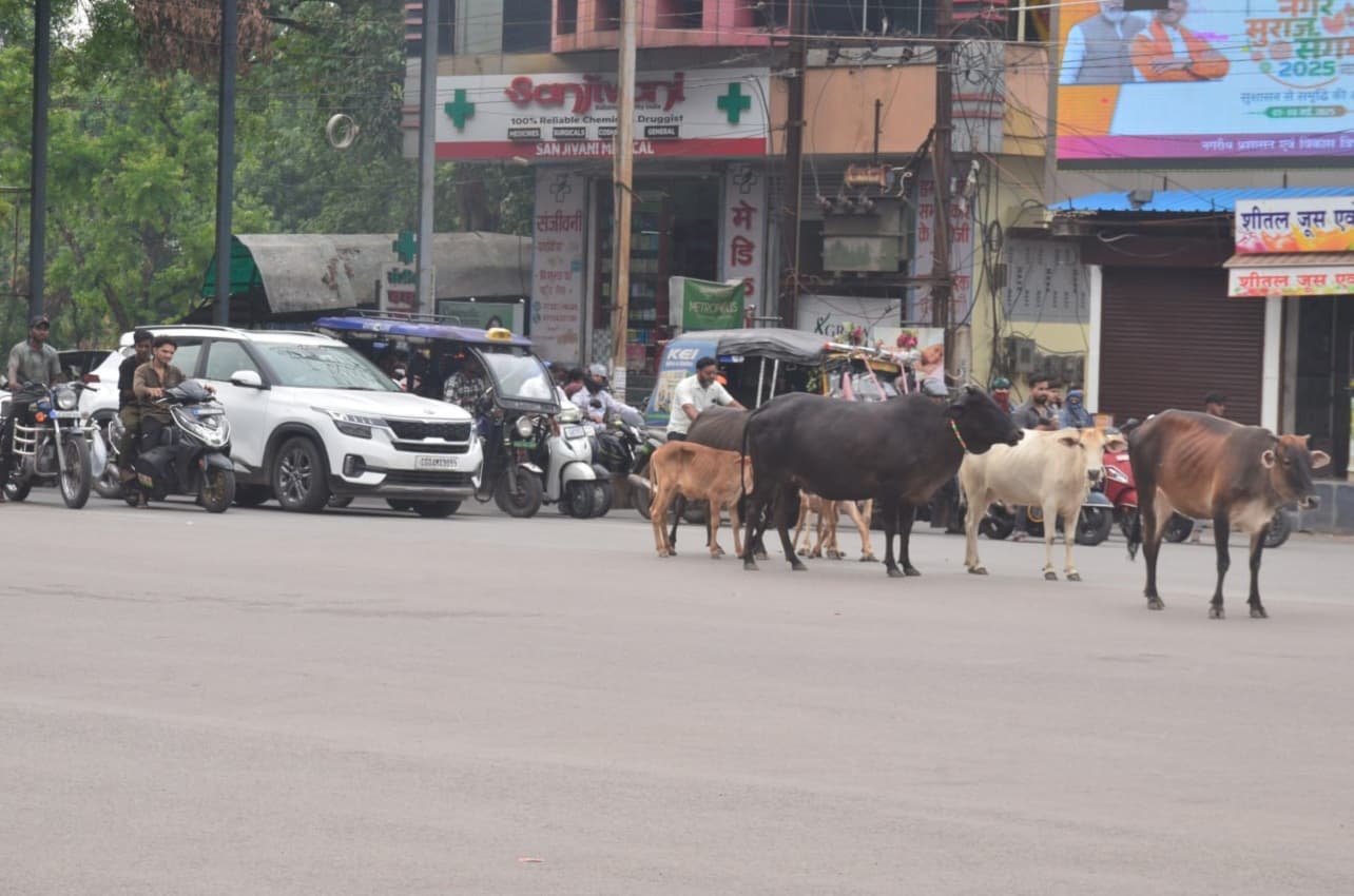 प्रमुख सड़कों पर मवेशियों का डेरा जगह-जगह
