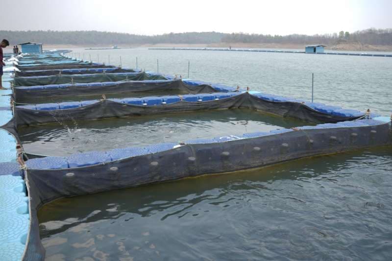 CG News: छत्तीसगढ़ में फिशरीज के नये युग की शुरूआत,  डुबान में बनेगा पहला एक्वा पार्क 
