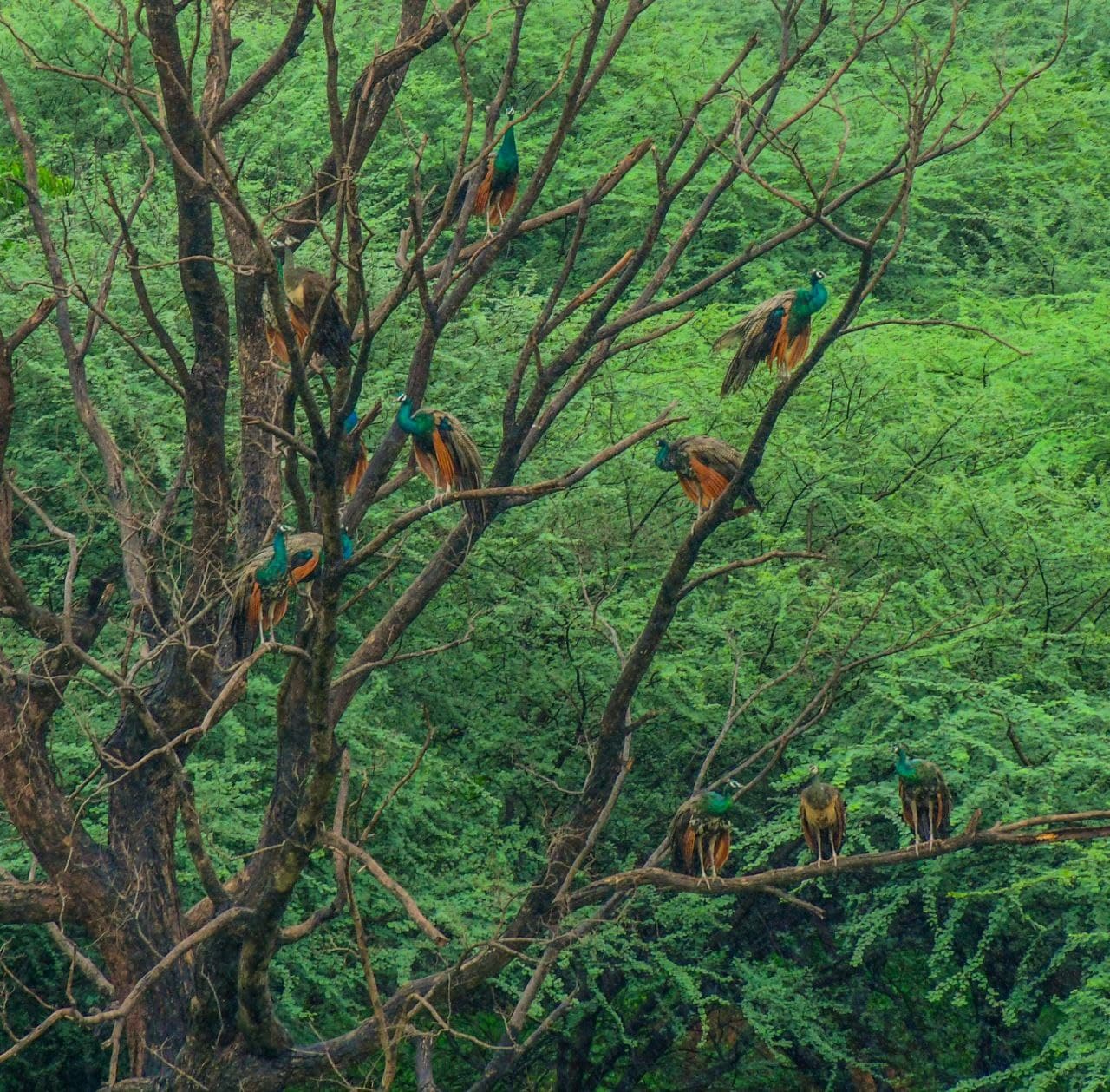 Rainy day in jaipur 